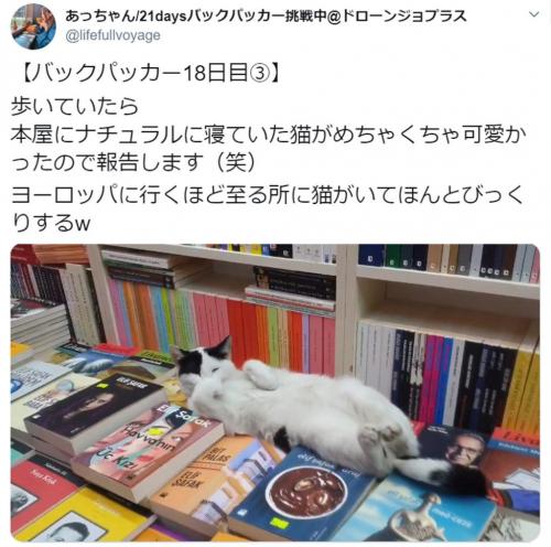 書棚の上で猫がぐっすり……トルコの本屋で見つけた癒やしの光景がTwitterで話題に