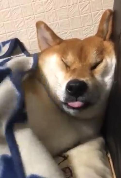 柴犬が「食べて遊んで、そして寝る」　動画ツイートに「寝ながら、また食べてませんか？」ツッコミの声