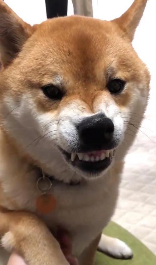 柴犬がお手した結果→「多分、微笑んでいるのだと思います」「嬉しすぎてですかね！」