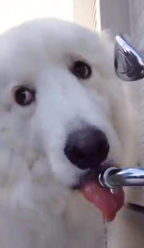 犬が音を立てながら水を飲む！　動画ツイートに「斜め上目遣いがたまりませんね」「キョロキョロごくごく」の声