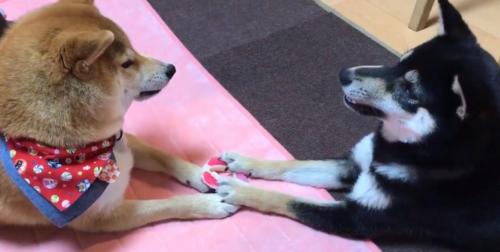 柴犬が論争する動画「両者、そのおもちゃは自分の物だと主張しております」「話し合いで平和に解決しようとしてる貴重なシーン」