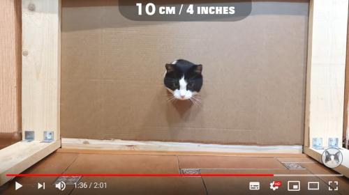 穴があったら入りたいんだけど……ネコはどのくらいの穴まで入ろうとするのかという検証動画