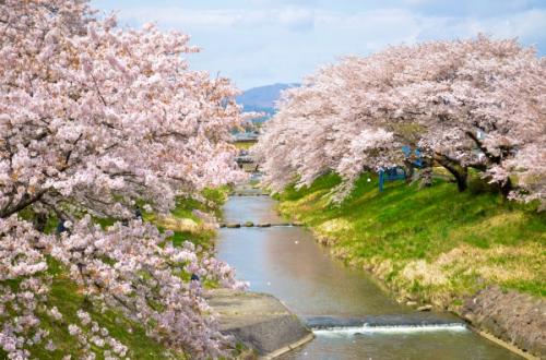 “インドア花見”で満開の桜を楽しもう！「郡山桜ライブカメラ」配信