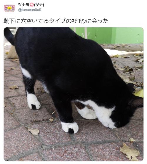 靴下に穴が空いてるタイプの猫がTwitterで大人気　「おにぎり柄」「足袋にも見える」