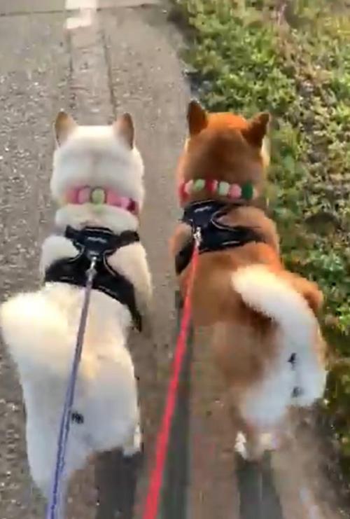 柴犬が仲良く散歩に出発する動画「可愛く並んでお尻フリフリ」「ダブル柴ケツ」