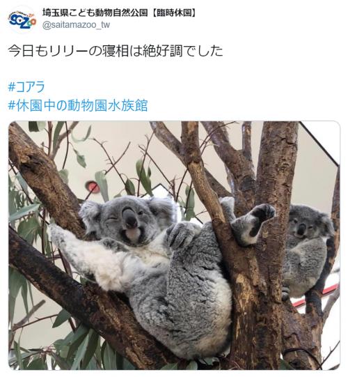 休園中の動物園がコアラのセクシーポーズを公開 「人はいってる？」「ウインクしてる」の声