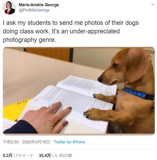 授業を受けている愛犬の写真を送って 教授の無茶振りに多くの反応が集まる