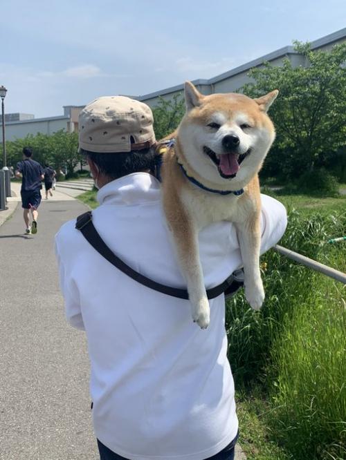 柴犬が暑い日に散歩した結果→「犬に散歩させられている人」「めちゃ笑顔だね」