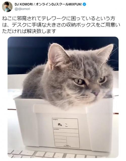 愛猫にテレワークを邪魔されている人に朗報！ 収納ボックスを使った解決法が話題に