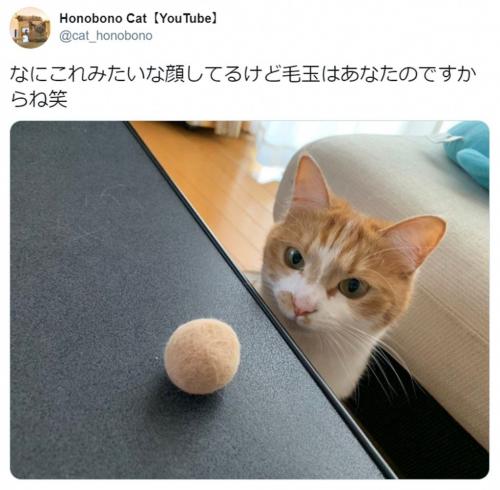 自分の“分身”を見つめる猫の表情がかわいすぎ！ 「見事なボールですね」「一瞬きなこ餅に見えました」との声