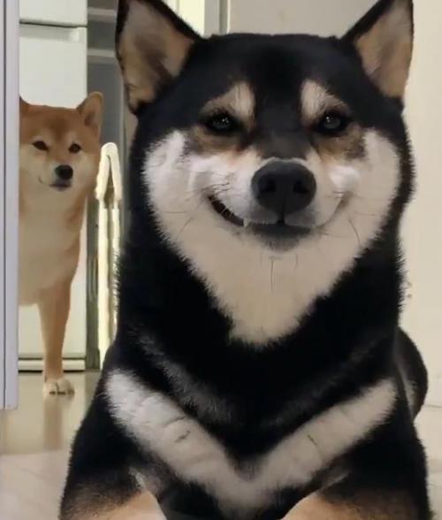 黒い柴犬が笑顔をみせる⁉　動画ツイートが話題に「めっちゃ口角上がってる」「後ろも可愛い」
