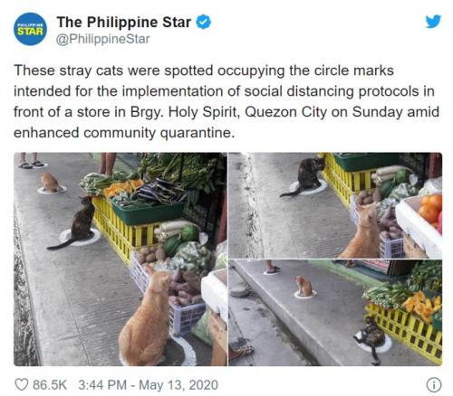 フィリピンではネコも社会的距離を確保しています