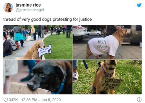 “Silence is Violence（沈黙は暴力）” 話すことは出来ないけど黙っていられないと抗議デモに参加した犬たち