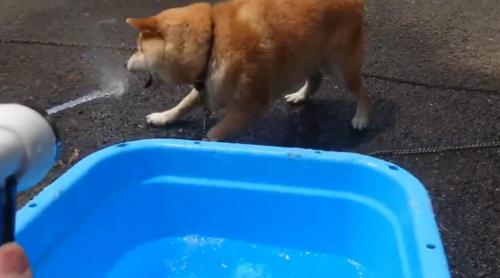 柴犬が水遊びした結果→「水に噛みついてる」「水は生き物です」