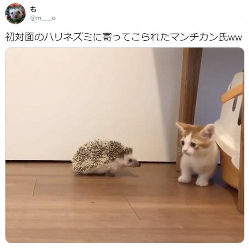 マンチカンの子猫とハリネズミが初対面！ 反応がTwitterで大人気「どっちも可愛いたまらん」