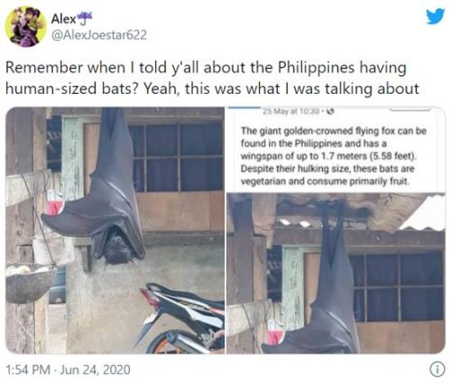 「人間と同サイズ」は本当？ フィリピンで撮影されたドラキュラみたいなオオコウモリの画像が議論を呼ぶ