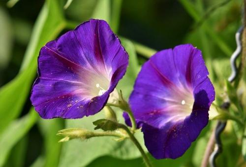 朝顔の花言葉はなに 爽やかな夏の朝のようなものからちょっと怖い花言葉まで ガジェット通信 Getnews