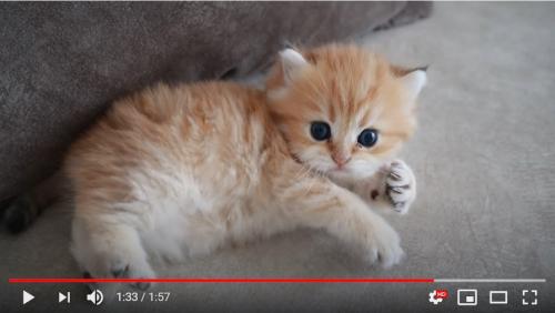「世界で最も危険な子猫」というタイトルのYouTube動画が大人気！ 釣りかと思ったら「この可愛さは確かに危険だ」
