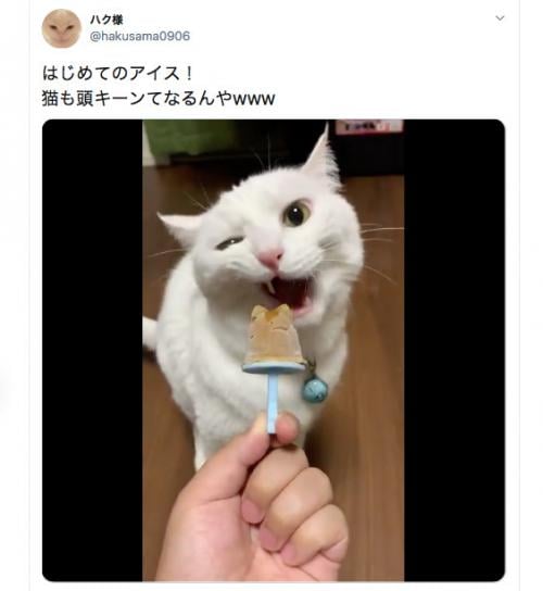冷たい猫用アイスを食べて「頭キーン！」となる　にゃんこのお顔がたまらない
