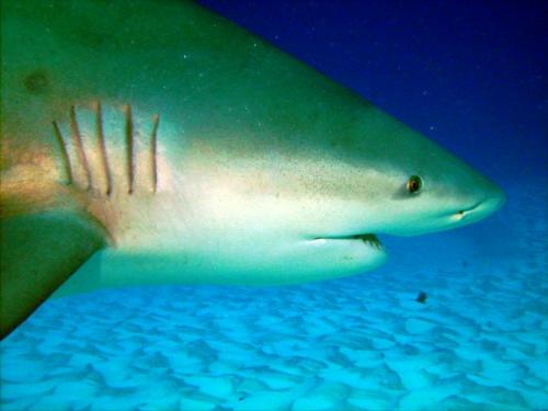 【危険な魚】淡水にも適応可能なオオメジロザメが凄い！3大危険鮫の一角！