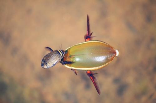 今では絶滅危惧種とされる「ゲンゴロウ」かつては食用にされるほど容易に姿を見ることができた水生甲虫