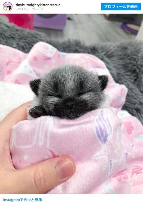 ネコっぽくない顔の子猫 「アライグマとかキツネの赤ちゃんに見えるよ」「『あつ森』のキャラが現実になった姿がこの子」