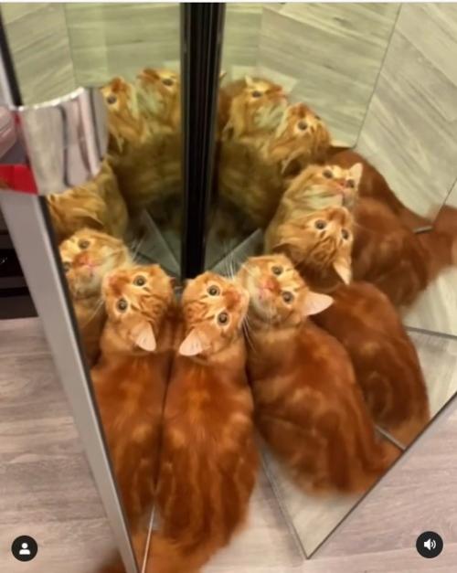 鏡を使った遊びが大好きなネコ 「ネコの万華鏡」「“全部ボクの親戚？”みたいな顔してる」