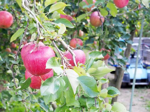 甘くやわらかな青りんご「王林」の収穫真っ只中！　台風19号千曲川決壊で被災した長野・キタイチ果樹園の現在
