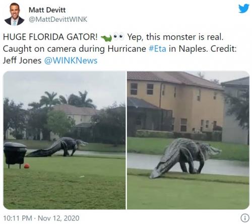 フロリダで目撃された巨大すぎるワニが話題に 「完全に恐竜」「年々フロリダがジュラシックパークみたいになっていく」