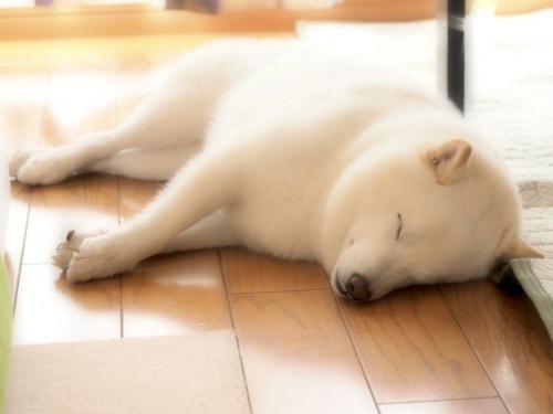 白い柴犬のお昼寝がなごむ「朝ごはんも食べてぐっすり」「モフモフしたいです～～～！！」
