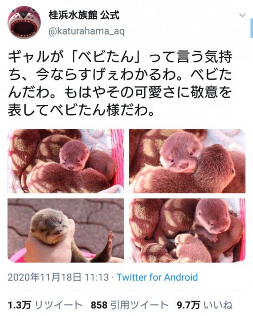 「もはやその可愛さに敬意を表してベビたん様だわ」 カワウソの赤ちゃんにメロメロな桂浜水族館のツイートが話題に