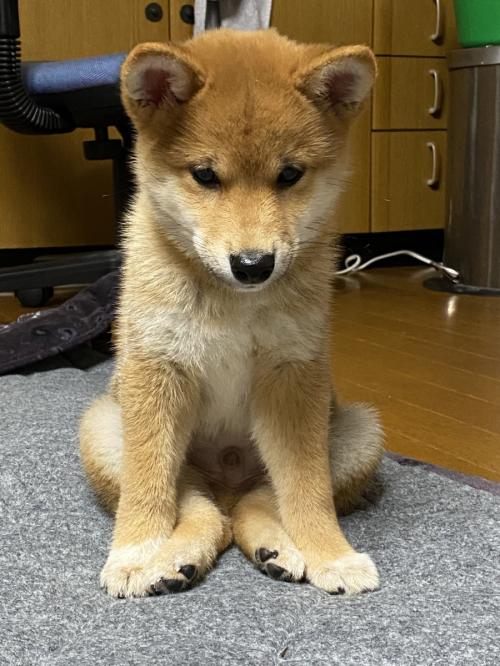 柴犬の仔犬があぐらをかいた結果→「可愛いから許す」「うちも、こんな座り方してます」