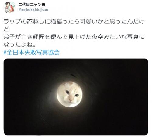 「弟子が亡き師匠を偲んで見上げた夜空みたい」 ラップの芯越しに猫を撮ったらエモすぎる雰囲気に