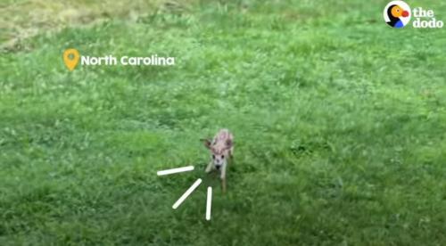 僕 お腹空いたよ 森で生後まもない小鹿が女性に助けを求めて保護された時の動画が話題に ガジェット通信 Getnews