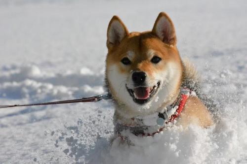 柴犬が雪の中で駆け回った結果 埋まってる ワフワフ ッ Starthome