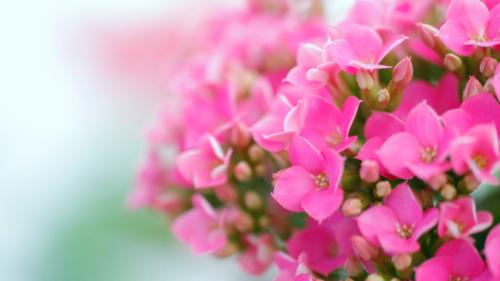 カラフルな花を楽しめる丈夫な多肉植物「カランコエ」を育てよう