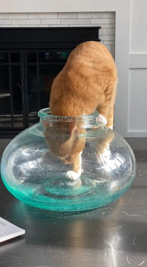 なるほど、そうやっていたのね！狭いスペースが大好きな猫が、透明なガラスの容器におさまる様子を見て、どうやって入るの？という疑問がスッキリ！