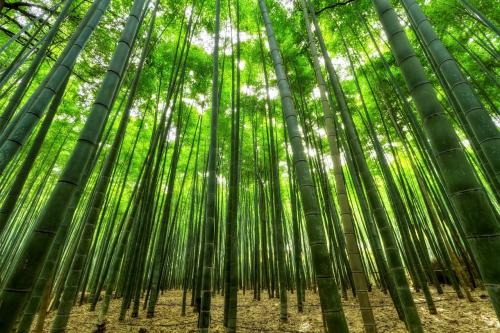 「木に竹を接ぐ」とはどんな意味？その成り立ちや類義語は？