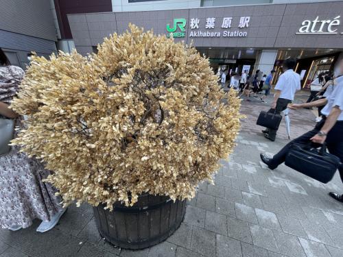 JR秋葉原駅前の植物が枯れる現象がネットで問題視 / 現地に行ってみた
