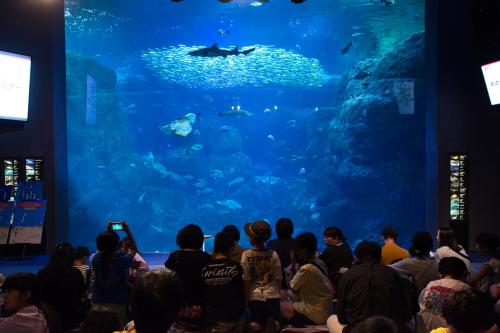 新江ノ島水族館で聞いた！ 人間と魚のケガの治し方の違いとは!?