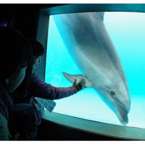 いつかイルカと会話できるかも 東海大がイルカは言葉をまねると発表 ガジェット通信 Getnews