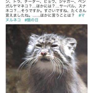 チーター ヒョウ ジャガー ピューマの違いは何 姿や身体能力など生態の違いを紹介 ガジェット通信 Getnews