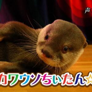 人気爆発中 可愛すぎるカワウソのアイドルちぃたんにメロメロ ガジェット通信 Getnews