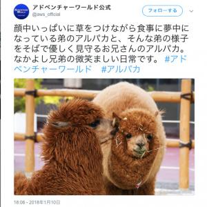 アンデスに住む リャマ と アルパカ の違いは何 その特徴を比べてみた ガジェット通信 Getnews