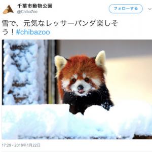 動画 悶絶注意 雪に大はしゃぎするレッサーパンダが可愛すぎると話題に ガジェット通信 Getnews