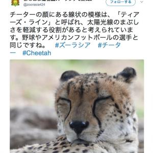 チーター ヒョウ ジャガー ピューマの違いは何 姿や身体能力など生態の違いを紹介 ガジェット通信 Getnews