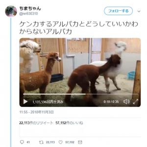 違い リャマ ラマ リャマとはどんな動物？生態、性格は？アルパカとの違いは？