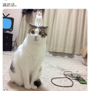 麦わら猫ってどんな色 三毛猫以外にもある猫のレアな毛色とは ガジェット通信 Getnews