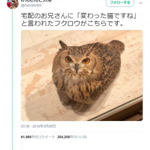 呆然と立ち尽くす二体の謎の生物の動画ツイートに エイリアンの正体はこれか フクロウだと言われても宇宙人に見える コメント集まる ガジェット通信 Getnews