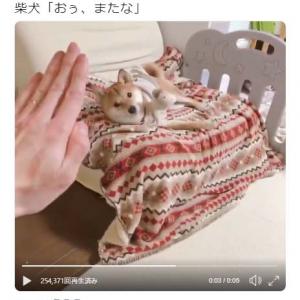 衝撃 魔女っ子アニメ 魔法おっさん少女エビス ちゃん がヤバイ 蛭子能収が魔法少女の声を担当 ガジェット通信 Getnews